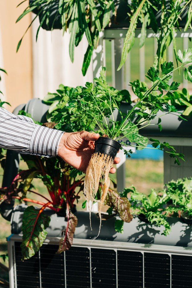 A Beginner's Guide to Growing Your Own Food